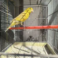 قناری رسمی بلند نر سرخ سبز چغندری|پرنده|جرقویه, |دیوار