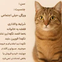 یک جفت گربه ی مهربون|گربه|تهران, پاسداران|دیوار