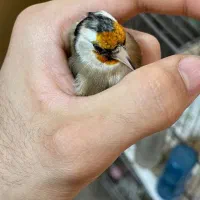 سهره ماده جوجه بزرگ شده استان فارسی