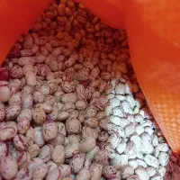 لوبیا چیتی و لوبیا قرمز|خوردنی و آشامیدنی|تهران, مختاری|دیوار