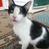 میووا مادر چند تا بچه گربه هستش چند روزه گمشده|حیوانات|مینودشت, |دیوار