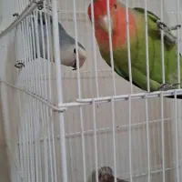طوطی برزیلی|پرنده|کرمان, |دیوار