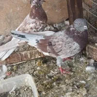 کفترهای پاکستانی|پرنده|تهران, جیحون|دیوار