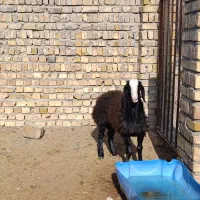 بره قوچ سیاه شال|حیوانات مزرعه|تاکستان, |دیوار