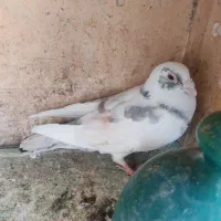 کفتر آلمانی شهرستانی|پرنده|تهران, یافتآباد|دیوار