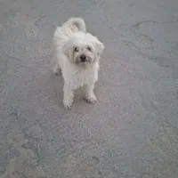 فروش سگ بامزه|سگ|اردکان, |دیوار