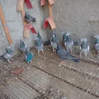 17تا پلاکی ناز فری 12تاش نر مفت