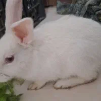 خرگوش نر سفیدو چشم قرمز،باهوش