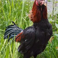 خروس لاری نسل دار