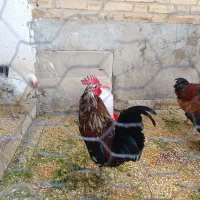 خروس محلی و دورگه