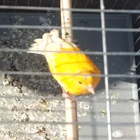 قناری|پرنده|مبارکه, |دیوار