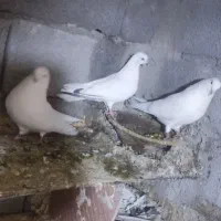 کبوتر تهرانی قره دیمدح