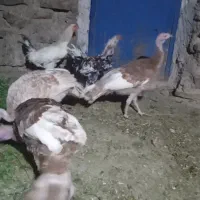 بوقلمون ۶ماهه بوربون|حیوانات مزرعه|سنندج, |دیوار