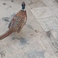 پرنده زینتی