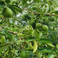 خانه باغ در منطقه آزاد انزلی،چپرپرد زمان