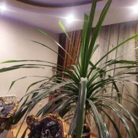 گل پاندانوس ۱۵ ساله|گل و گیاه طبیعی|کرج, گوهردشت|دیوار