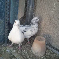 نروماده کاشونی