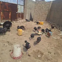 تعداد بوقلمون تخم گزار.