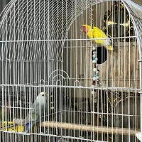 طوطی برزیلی جفت