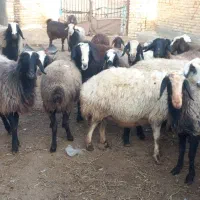 میش جوان شال (گوسفند)