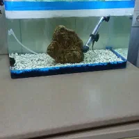 آکواریوم و لجن خار|ماهی|ارومیه, |دیوار