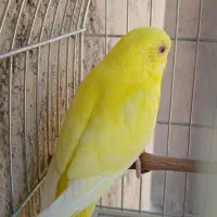 مرغ عشق چشم شرابی
