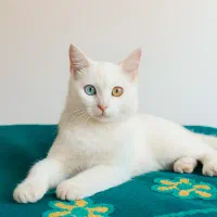 گربه پرشین  بسیار خواص چشم دو رنگ