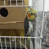 یک جفت عروس هلندی آماده تخم گزاری