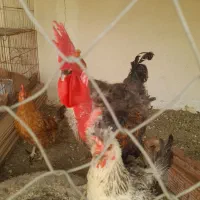 خروس جوان و بخوان و مرغ تخم گذار