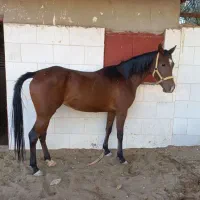 اسب نژاد عرب مادیان|اسب و تجهیزات اسبسواری|مشهد, هفده شهریور|دیوار