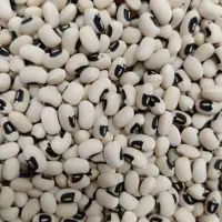 لوبیا چشم بلبلی