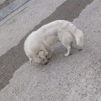 سگ پاکوتاه|سگ|خزل, |دیوار