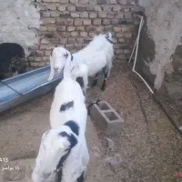 بزوطنی شیری با کهره بزرگ