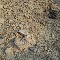 کود حیوانی درجه یک اشم