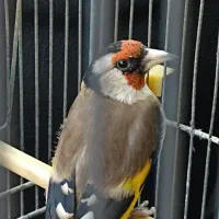 سهره تازه تخت