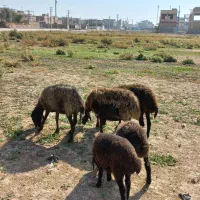 میش قزل افشار جوان.گوسفند.بره|حیوانات مزرعه|کوهسار (البرز), |دیوار