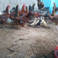 مرغ خروس جوجه محلی