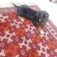 توله روتوایلر|سگ|تهران, افسریه شمالی|دیوار