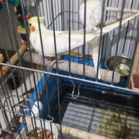 جفت مولد عروس هلندی