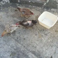 مرغ محلی تخمگذار|حیوانات مزرعه|قزوین, |دیوار