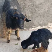 گوسفند با بچه اش قیمت مفت