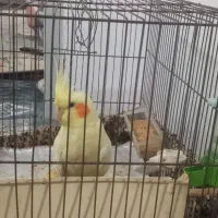 عروس هلندی|پرنده|قلعه نو, |دیوار