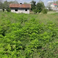 فروش زمین مسکونی با ویلای کلنگی|فروش زمین و ملک کلنگی|سنگر, |دیوار