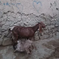 بز ماده با دو بزغاله پاکستانی