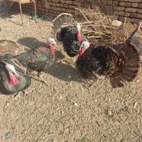 بوقلمون|حیوانات مزرعه|آران و بیدگل, |دیوار