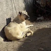 یک جفت سگ سرابی دوزدیده شده|حیوانات|زنجان, |دیوار