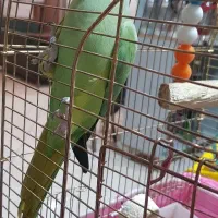 طوطی ملنگو ۲۳ماهه|پرنده|تبریز, |دیوار