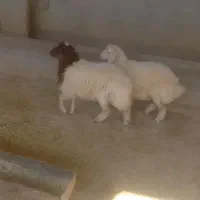 بره|حیوانات مزرعه|سوری, |دیوار