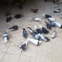 کفتر شهری. پلاکی
