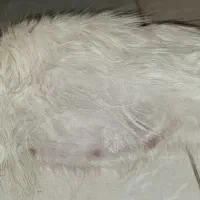 گربه پرشین بیریتیش باردار|گربه|اصفهان, حسین‌آباد|دیوار